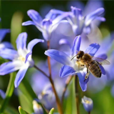 Melferas - Mezcla para abejas (Organic seeds)