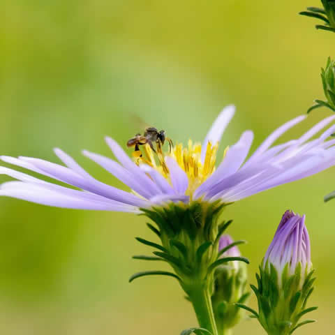 Melferas - Mezcla para abejas (Organic seeds)
