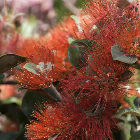 METROSIDEROS x THOMASII - New Zealand Christmas Bush #1