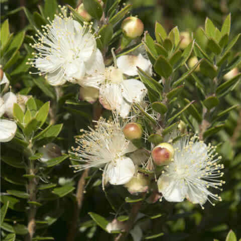 MYRTUS TARENTINA - Myrtle Tarentina