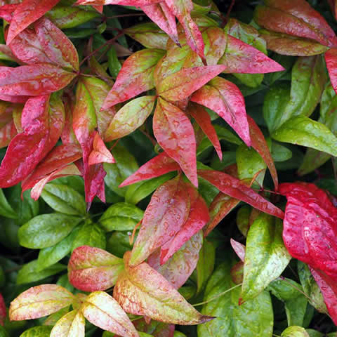 NANDINA DOMESTICA - Bamb sagrado