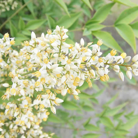 NANDINA DOMESTICA - Bamb sagrado