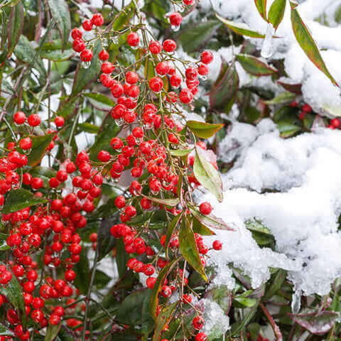 NANDINA DOMESTICA - Bamb sagrado