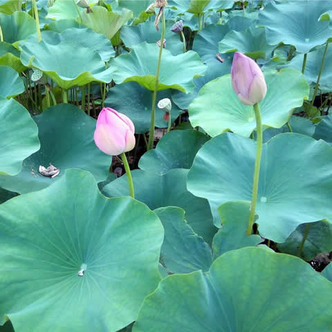 NELUMBO NUCIFERA - Sacred Lotus