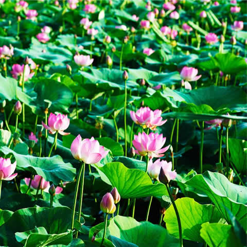 NELUMBO NUCIFERA - Loto sagrado