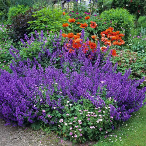 NEPETA RACEMOSA (N.mussinii) - Menta de gato