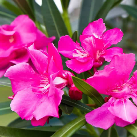 NERIUM OLEANDER - Adelfa