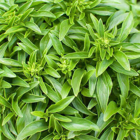 OCIMUM BASILICUM Fino verde - Basil Fino Verde