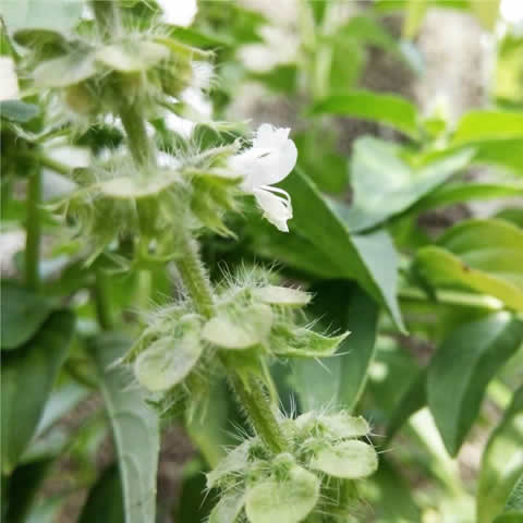 OCIMUM BASILICUM CITRIODORUM - Basilic citron