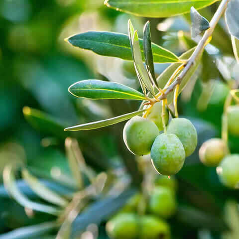 OLEA EUROPAEA var. ARBEQUINA - Olive Tree Arbequina