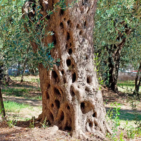 OLEA EUROPAEA var. PICUAL