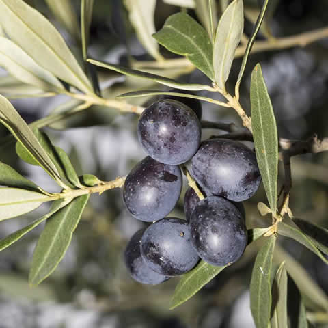 OLEA EUROPAEA SYLVESTRIS - Wild Olive tree