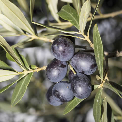 OLEA EUROPAEA SYLVESTRIS - Olivo silvestre