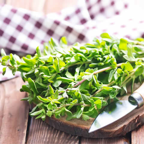 ORIGANUM MAJORANA - Mejorana