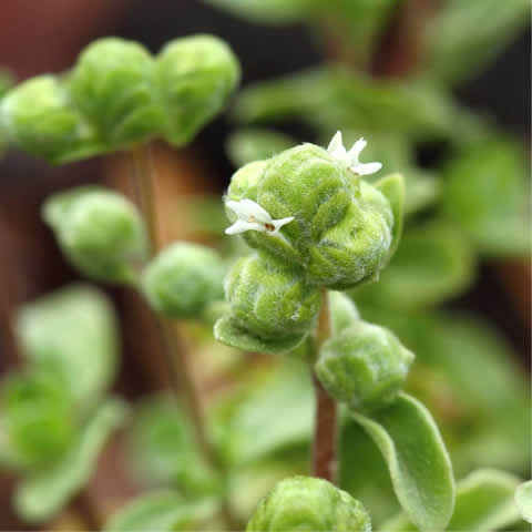 ORIGANUM MAJORANA - Mejorana