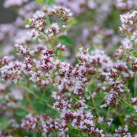 ORIGANUM VULGARE - Oregano