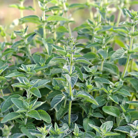 ORIGANUM VULGARE - Organo