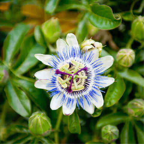 PASSIFLORA CAERULEA - Blue Passion Flower