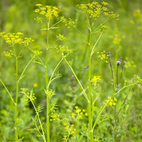 PASTINACA SATIVA - Chiriva