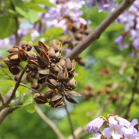 PAULOWNIA TOMENTOSA