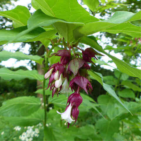 PAULOWNIA TOMENTOSA