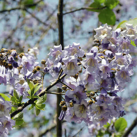 PAULOWNIA TOMENTOSA