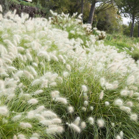 PENNISETUM VILLOSUM - Cola de zorro