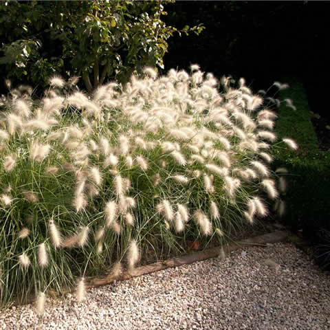 PENNISETUM VILLOSUM - Cola de zorro