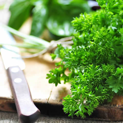 PETROSELINUM CRISPUM - Curled Parsley