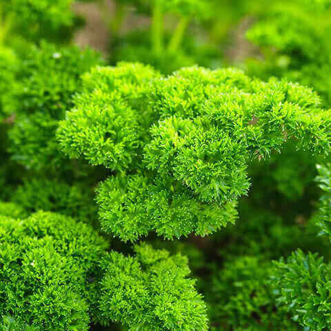 PETROSELINUM CRISPUM - Curled Parsley