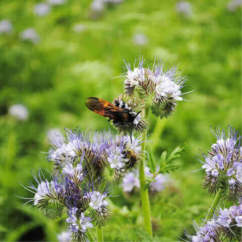 PHACELIA TANACETIFOLIA - Blue Tansy #1