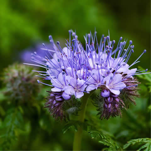 PHACELIA TANACETIFOLIA - Facelia