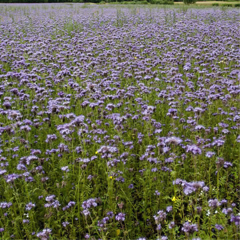 PHACELIA TANACETIFOLIA - Facelia