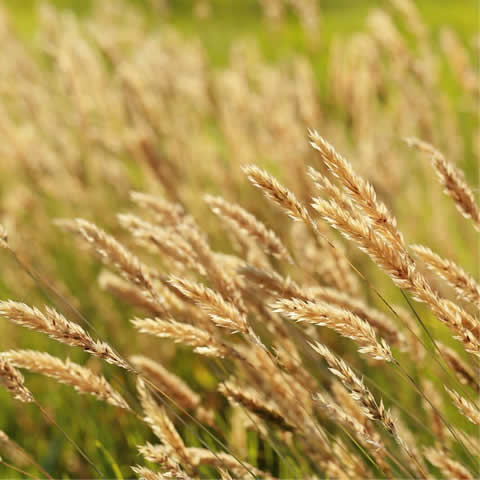 PHALARIS CANARIENSIS - Canary Grass