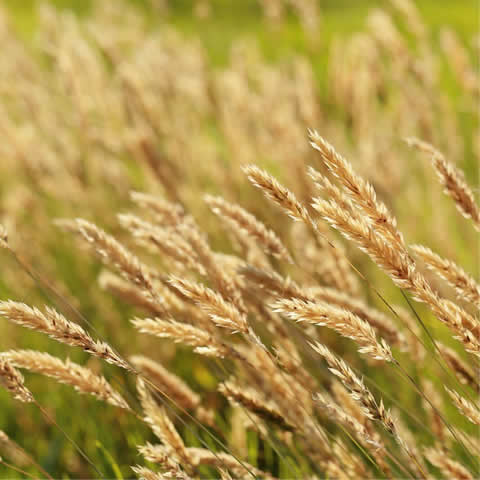 PHALARIS CANARIENSIS - Alpiste