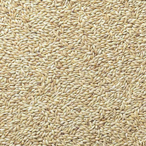 PHALARIS CANARIENSIS - Alpiste