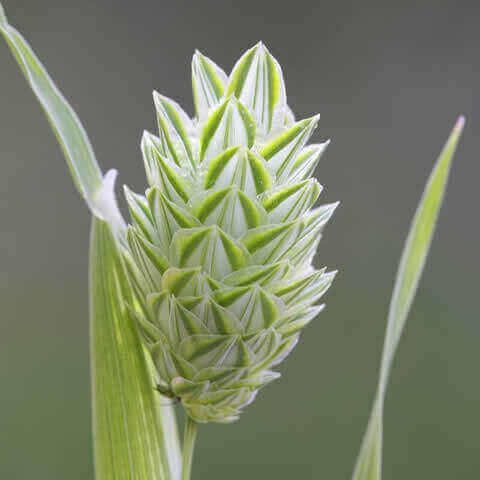 PHALARIS CANARIENSIS - Alpiste