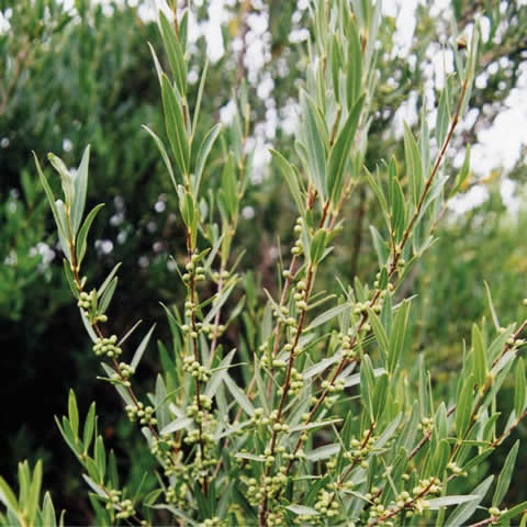 PHILLYREA ANGUSTIFOLIA - Narrow-Leaved Pock Privet