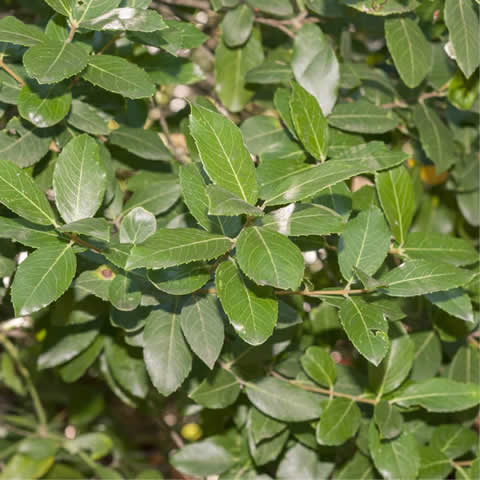 PHILLYREA LATIFOLIA - Agracejo