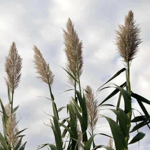 PHRAGMITES AUSTRALIS - Carrizo