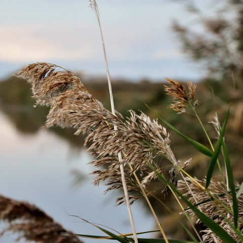 PHRAGMITES AUSTRALIS - Common Reed