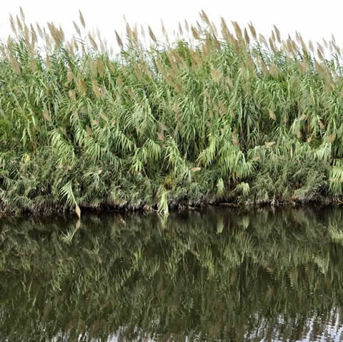 PHRAGMITES AUSTRALIS - Carrizo