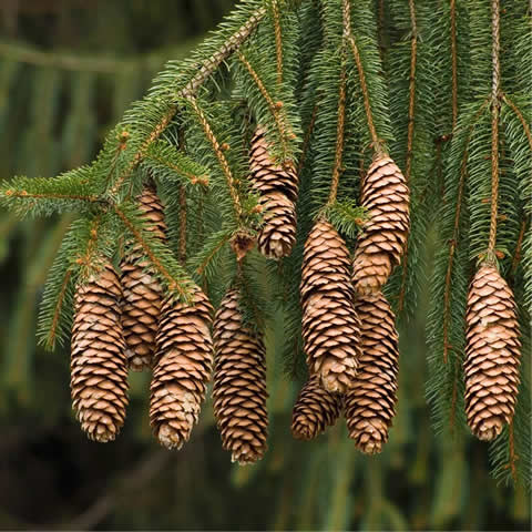 PICEA ABIES - Abeto rojo