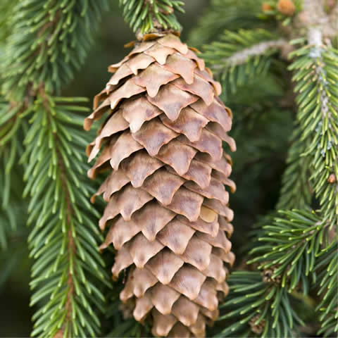 PICEA ABIES - Norway Spruce