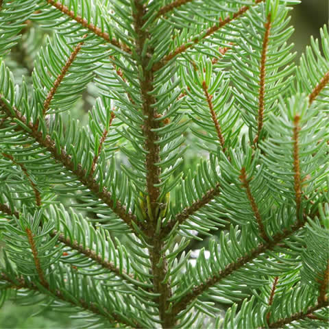 PICEA JEZOENSIS - Falso abeto de Siberia