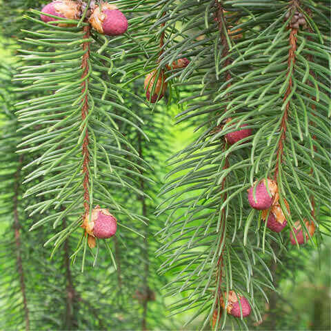 PICEA OMORIKA - Picea de Serbia