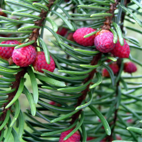 PICEA OMORIKA - Picea de Serbia