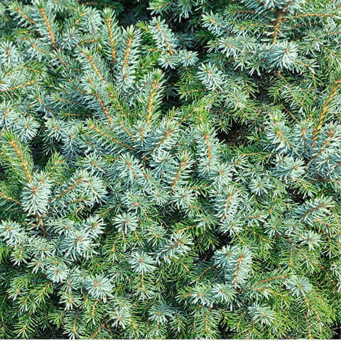 PICEA PUNGENS GLAUCA - Picea del Colorado