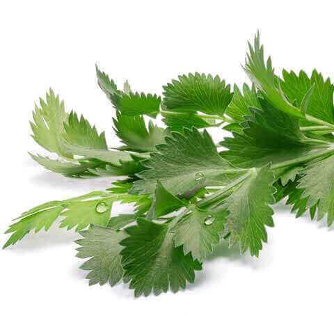 PIMPINELLA ANISUM - Ans verde