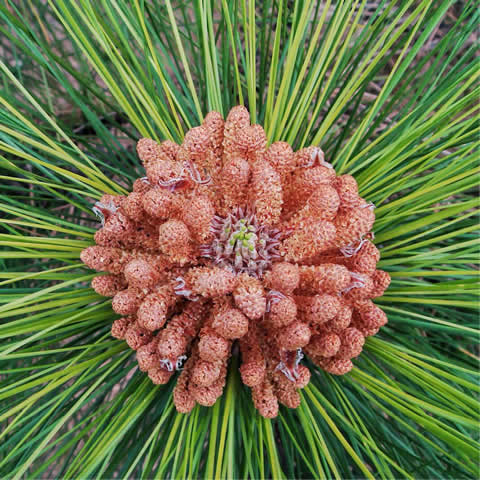 PINUS CANARIENSIS - Pino canario